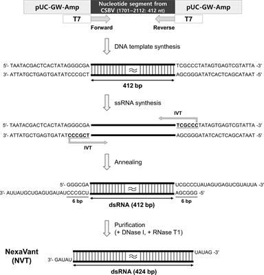 A novel defined TLR3 agonist as an effective vaccine adjuvant